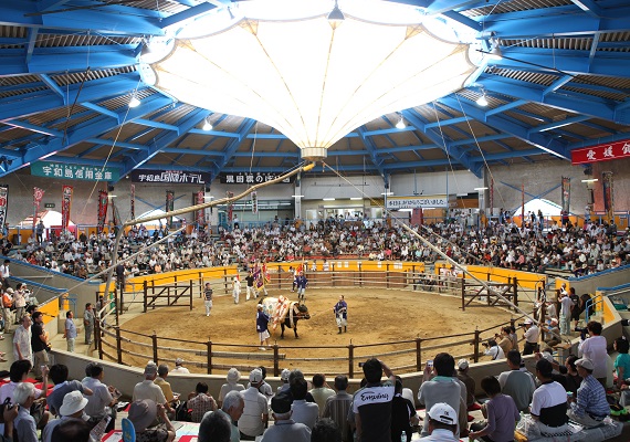 Uwajima Municipal Bullfighting Ring