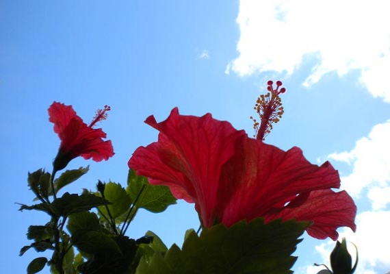 Hibiscus, the symbol of Okinawa
