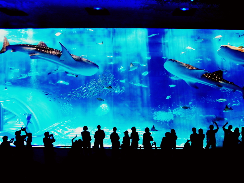 【Tickets to Okinawa Churaumi Aquarium included】Let's go to meet with whale shark and manta ray♪ Selectable breakfast buffet (Japanese-style or Western-style) included 