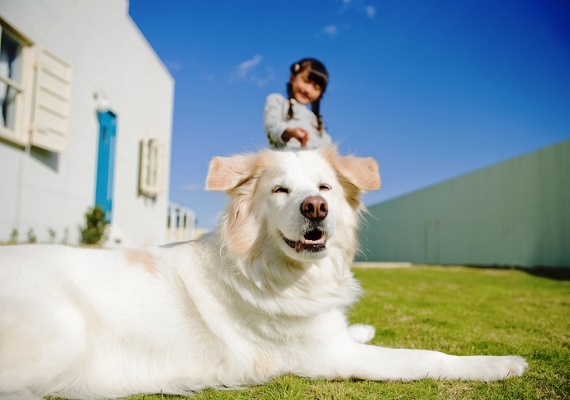 Hotels where you can have fun with pets and enjoy accommodation
