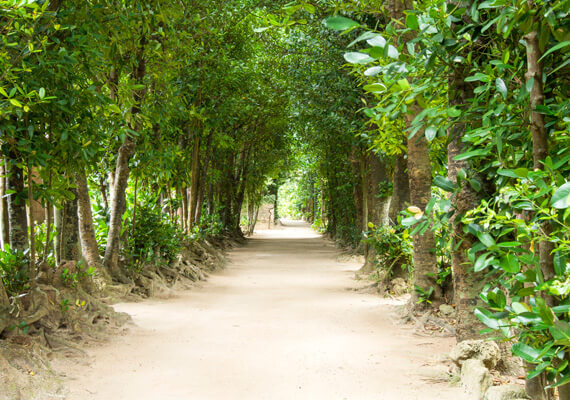 Bise fukugi trees valley