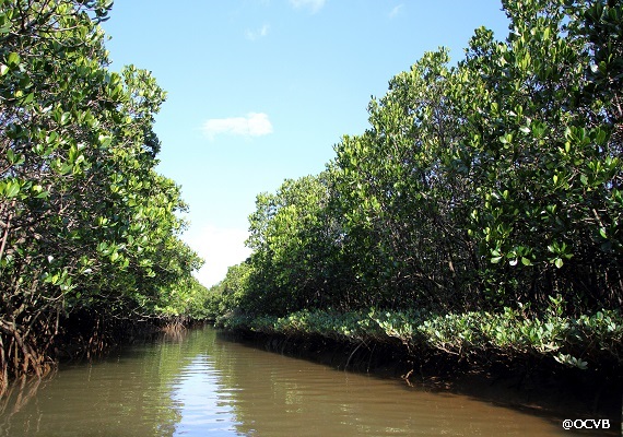 Gesashi Bay mangrove forest
