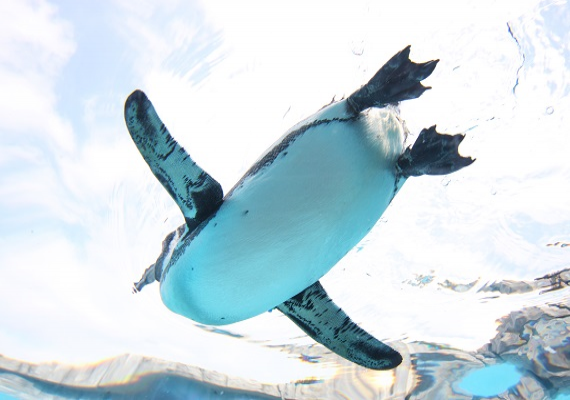 愛媛縣立砥部動物園