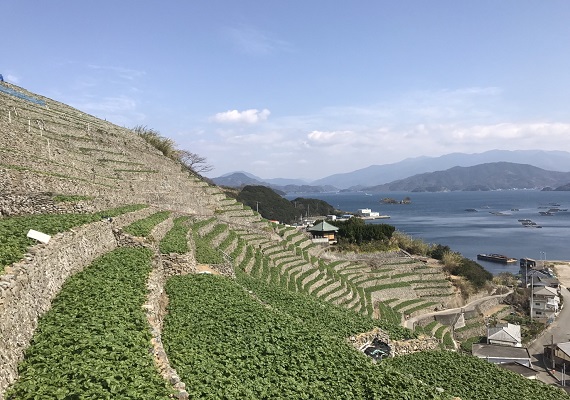 遊子水荷浦的梯田