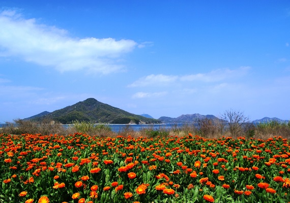 花朵公园浦岛