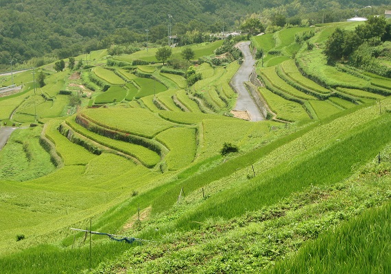 Senmaida - Terraced paddy fields in Nakayama -