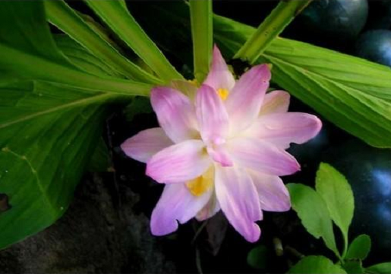 Plumeria flower