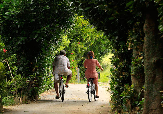 Rental bicycles