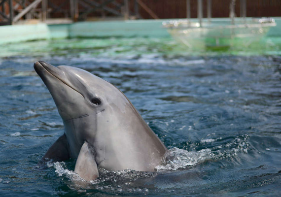 新屋島水族館