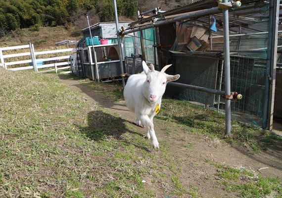 Kuroshio Farm