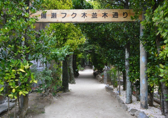 About 20,000 trees are lined up along fukugi valley. It takes about 5 minutes on foot to get to fukugi trees valley in Bise.