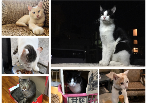Neko Yado i sour nickname! Yado Ari's family and cats with a lot of personality!!