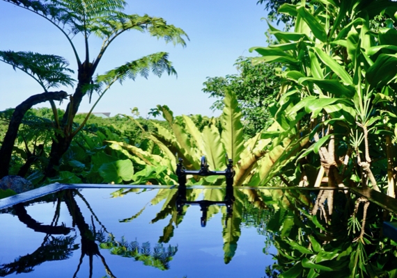 Open-air bath surrounded by subtropical forest