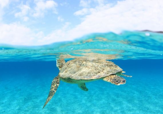 Boat snorkeling