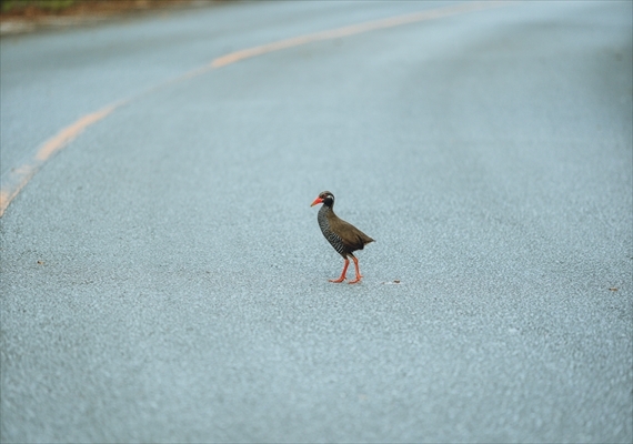 Yanbaru kuina (Okinawa rail) is a natural treasure
