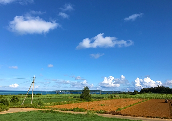 从客房眺望的景观