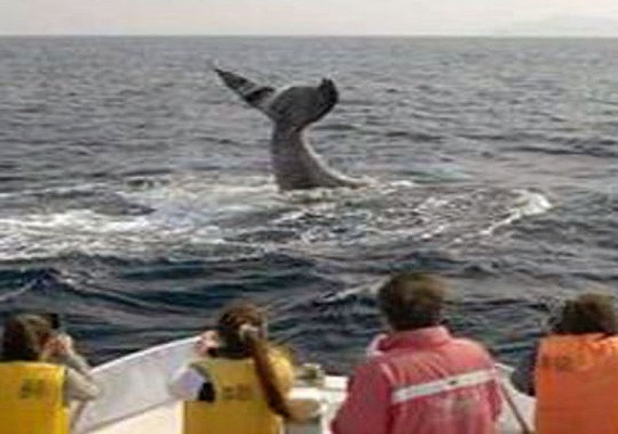 賞鯨旅程的一個畫面