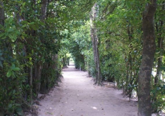 Fukugi trees valley