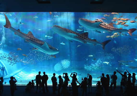 美ら海水族館まで徒歩3分！