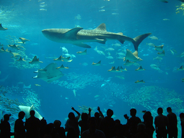 【美ら海水族館チケットプレゼント】沖縄の海の中を見てみよう♪感動体験を旅の思い出に☆朝食付