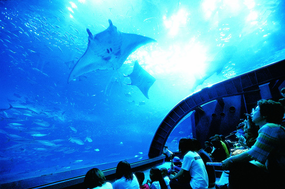 美ら海水族館 美ら海水族館