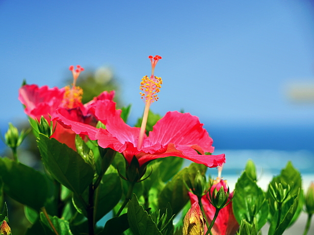 一年を通して明るい花々に覆われる　あったか沖縄
