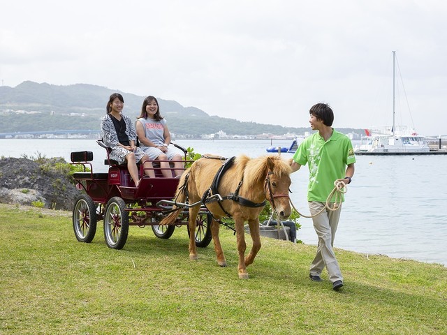 与那国馬の馬車