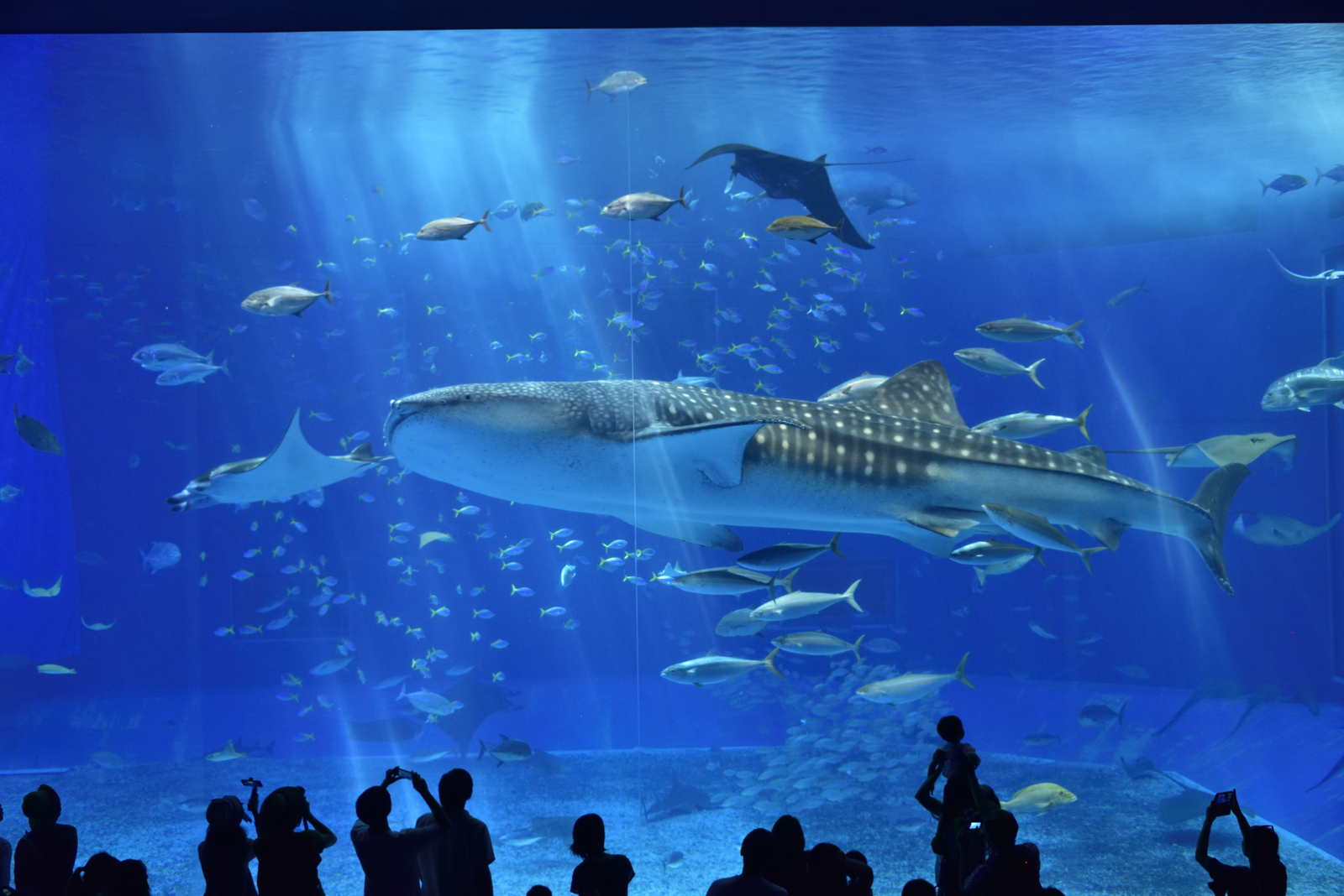 國營沖繩紀念公園(海洋博公園)：沖繩美海水族館