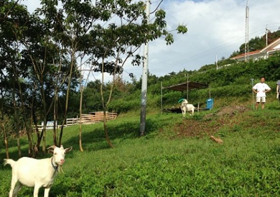 Goats at Kuroshio Farm, roaming freely