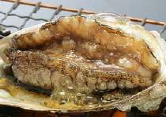 活烤舞動活鮑魚