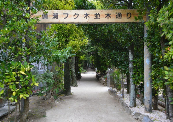 Bise Fukugi Tree Road