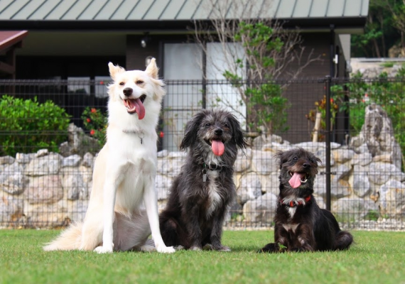 【愛犬同伴プラン】広々一棟貸し切りの快適ヴィラでワンちゃんも大満足！ドッグラン併設