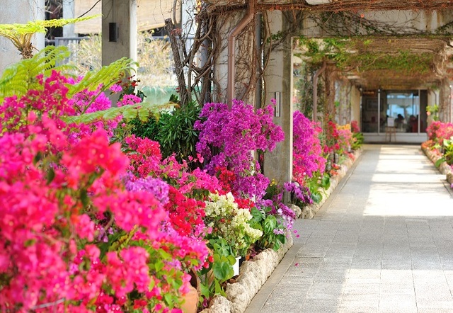 Colorful flowers blooming in front of the front desk.