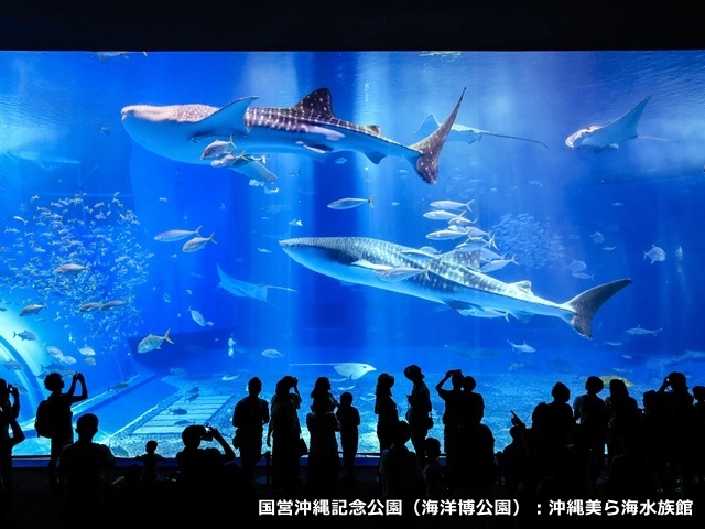 國營沖繩紀念公園（海洋博公園）：沖繩美麗海水族館