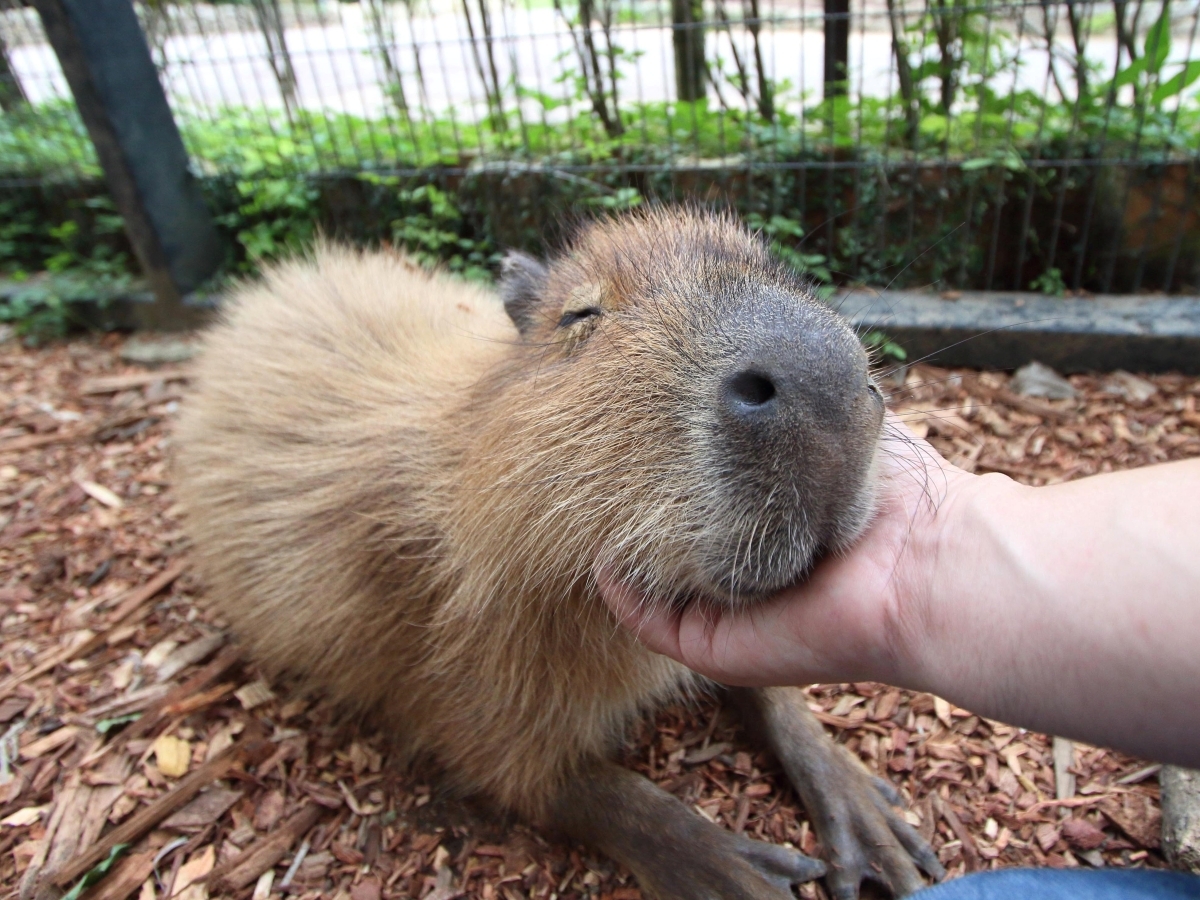 東南植物楽園：動物もたくさん！触れ合いもできます