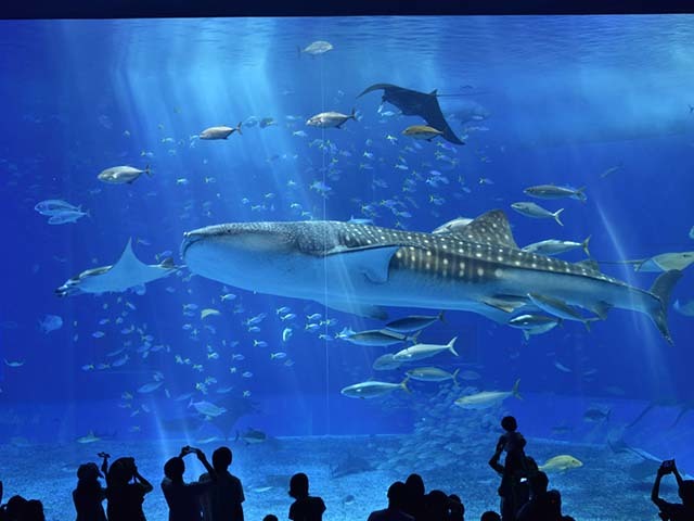 【シンプルプラン】ジンベエザメに会える！沖縄美ら海水族館まで徒歩5分（朝食付）