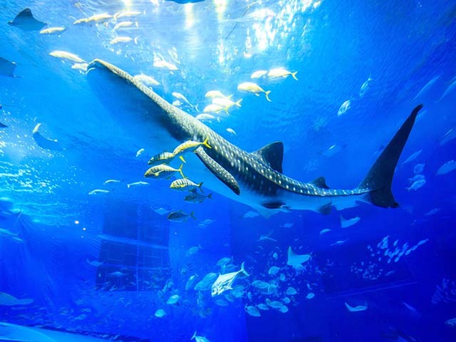 【シンプルプラン】ジンベエザメに会える！沖縄美ら海水族館まで徒歩5分（食事なし）