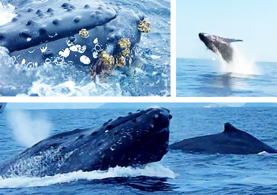 [available for additional charge] Whale watching (most years available from January to March)