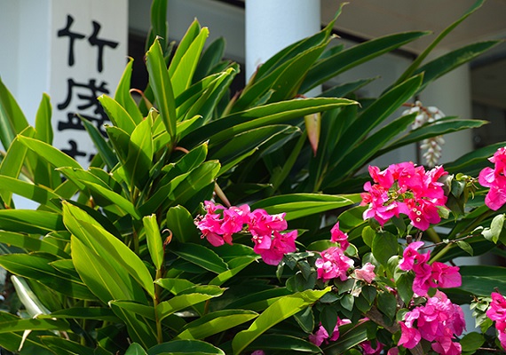 玄関先では四季の花が咲きます 玄関先では四季の花が咲きます