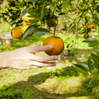 Fruit Picking