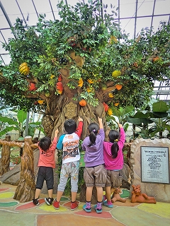 Okinawa Fruits Land: 10％ Discount on the Entrance Ticket 