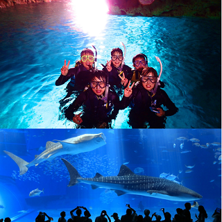 Okinawa Churaumi Aquarium entrance Ticket + Blue Cave Snorkeling Experience!!