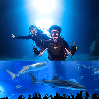 Okinawa Churaumi Aquarium entrance Ticket + Blue Cave Diving Experience!!