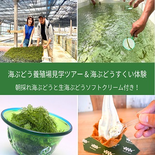 海葡萄農場之旅和撈採海葡萄體驗！ 撈多少就帶回家 ♪ 生鮮海葡萄冰淇淋和海葡萄試吃！