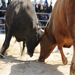 Y+Y BULL FIGHT ミニ観光闘牛2026