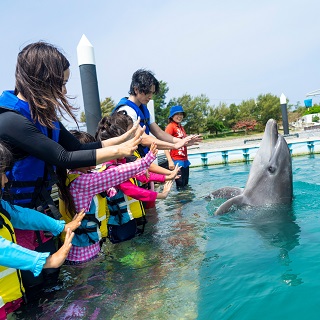 Dolphin Swim at【Motobu Genki Village】