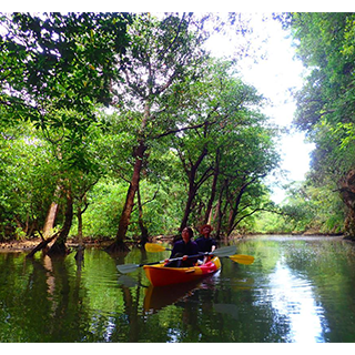 Two attractions of Ishigaki Island! Mangrove tour by SUP or Canoe & Phantom Island Snorkeling