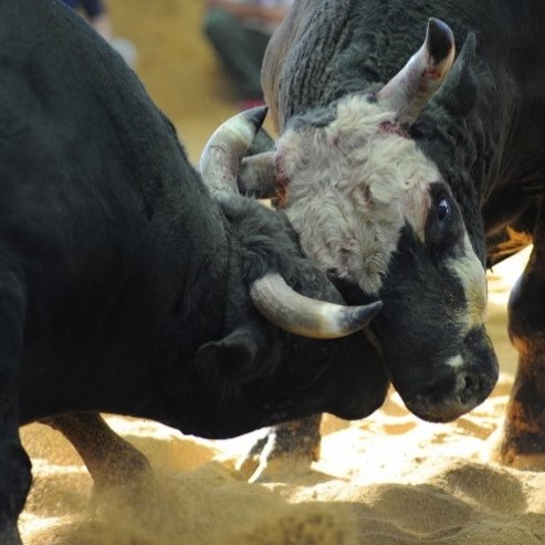 『Experience Bullfighting in Uruma City BULL FIGHTING in URUMA-OKINAWA ...