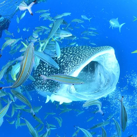 ジンベエザメシュノーケリング【Gopro9・写真・動画無料】
