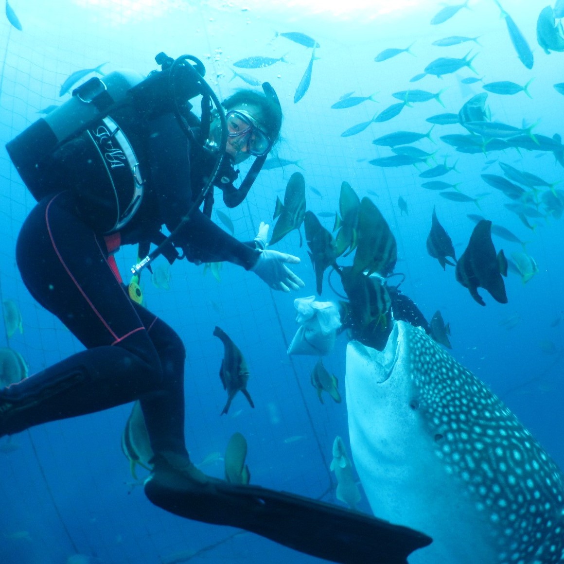 【器材レンタル、写真・動画無料】ジンベエザメファンダイビング【Gopro9】